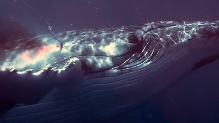 Maxime Setzer - SOS — Sea Shepard